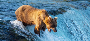   Wildlife Photography Competition 2012