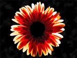 Fire of LOVE