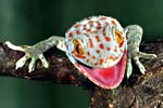  (Gekko gecko)