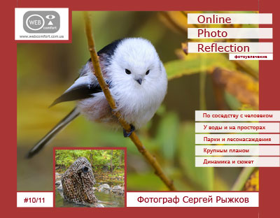  Online Photo Reflection