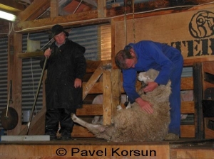 Стрижка овцы на ферме “Волтер Пик Хай Каунтри” 