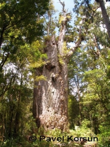 2000-летнее дерево каури "Тане Махута"