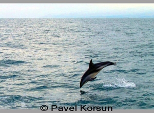 Дельфин выпрыгивающий из воды океана