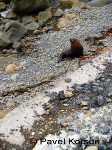 Морской котик на каменистом пляже