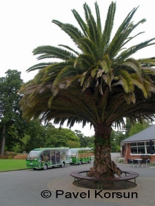 Пышная пальма и микроавтобусы для туристов
