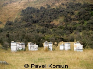 Новозеландские ульи для пчел