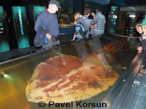 Экземпляр колоссального кальмара в музее “Те Папа” 