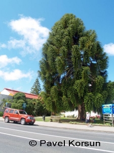 Мохнатое дерево у дороги и красный чероки