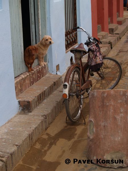 Охранники дома - две собаки и велосипед