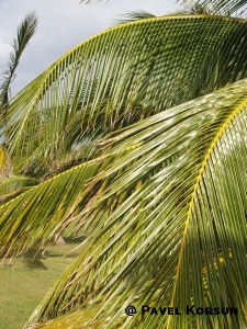 Пальмовые ветви и листья