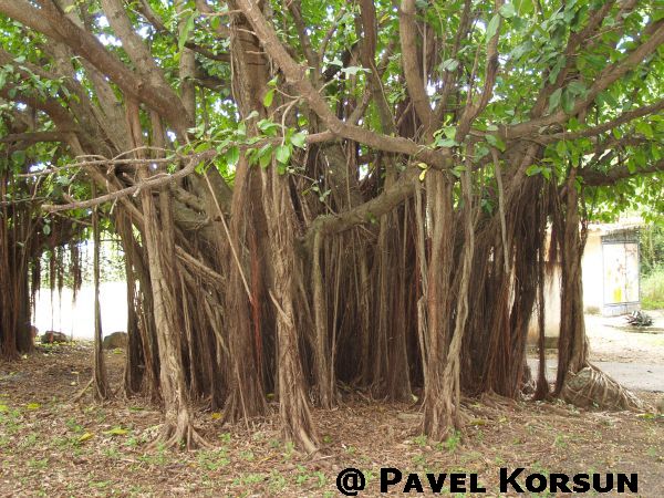 Дерево баньян в Гаване