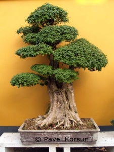 Тысячелетнее дерево - символ долголетия