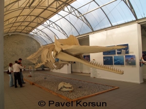 Группа людей стоит возле скелета кашалота-кита в Музее Мирового Океана