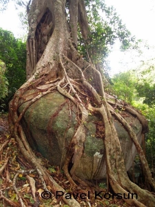 Дерево-дом лешего, опирающееся корнями на огромный камень
