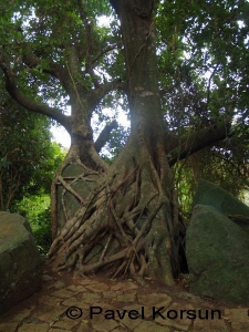 Деревья на камнях на тропе сквозь джунгли