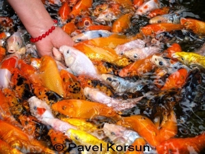 Цветные рыбки, кормящиеся с руки