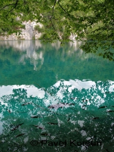 В тени ветвей деревьев в воде Плитвицких озер плавают стаи рыб