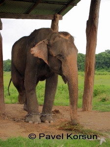 Слон патрулирующий с пограничниками джунгли парка Читван