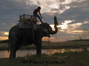 Слон подает вязанки травы своему погонщику на закате солнца