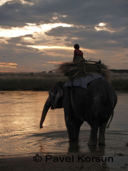 Слон вместе с погонщиком идут к реке попить воды на закате солнца