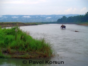Слон с погонщиком пересекают реку утром
