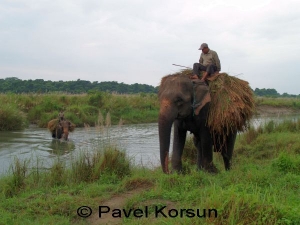 Слоны, нагруженные травой, пересекают реку