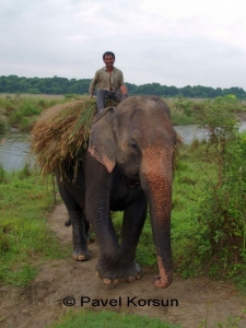 Радостный погонщик везет свежую траву на слоне