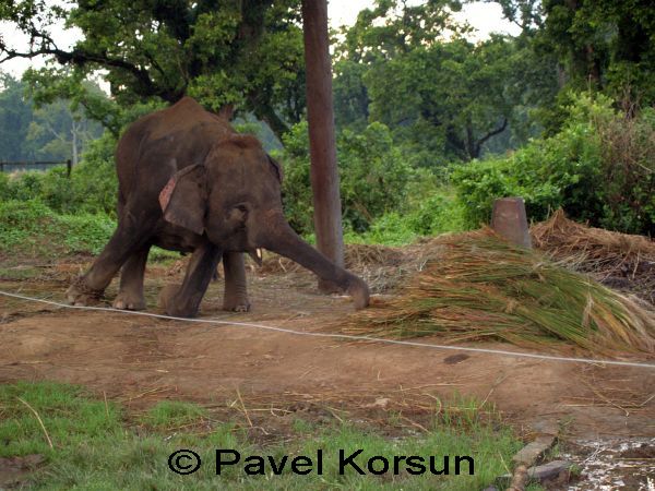 Слон тянется хоботом к связкам травы