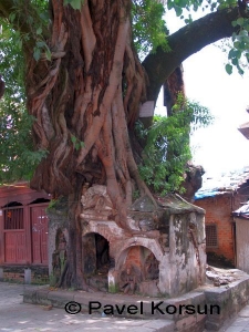 Священное дерево и камень - единый алтарь индуизма