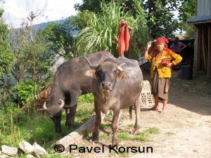 Непальская старуха и два буйвола