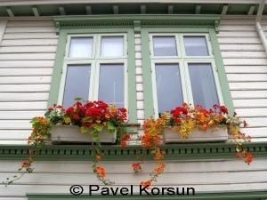 Красивые цветы в вазонах под окнами деревянного дома