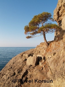Крым - Новый свет - Одинокая крымская сосна на фоне Черного моря