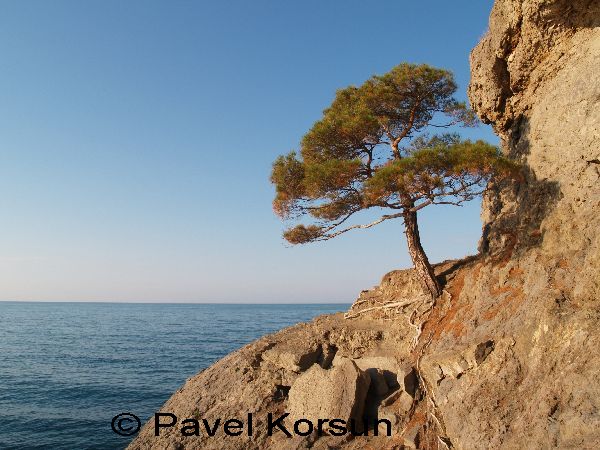 Крым - Новый свет - Одинокая крымская сосна на фоне Черного моря