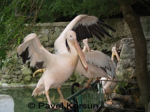 Крым - Ялта - Ялтинский зоопарк Сказка - Пеликаны