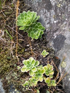 Зеленые растения как цветы на камнях