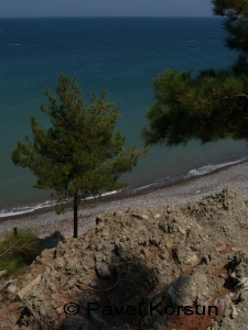 Кедр растущий на побережье Черного моря