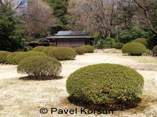 Японский сад из оформленных кустарников и классический японский дом
