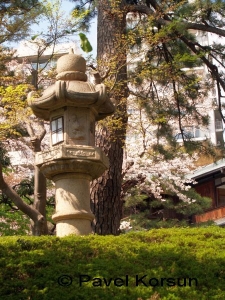 Японский каменный фонарь на фоне цветущей сакуры