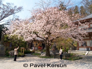 Две японки фотографируются под цветущей сакурой