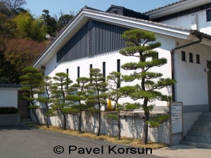 Декоративные деревья посаженные возле стены дома