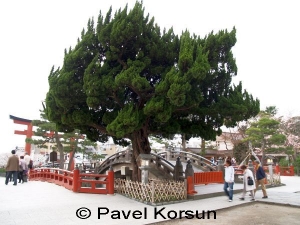 Взлохмаченное дерево возле класического японского моста