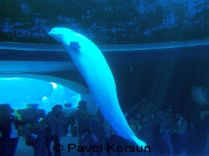 Белый кит - белуха в бассейне аквапарка