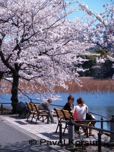 Старый японец и две девушки отдыхающие на скамейках под цветущей сакурой