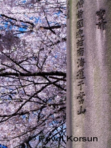 Иероглифы на каменной колонне на фоне цветущей сакуры