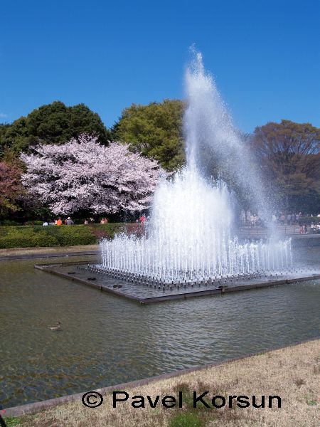 Фонтан на фоне цветущей сакуры возле национального музея в Токио