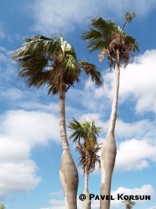 Беременные пальмы
