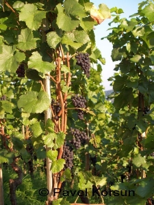 Спелый виноград на виноградной лозе